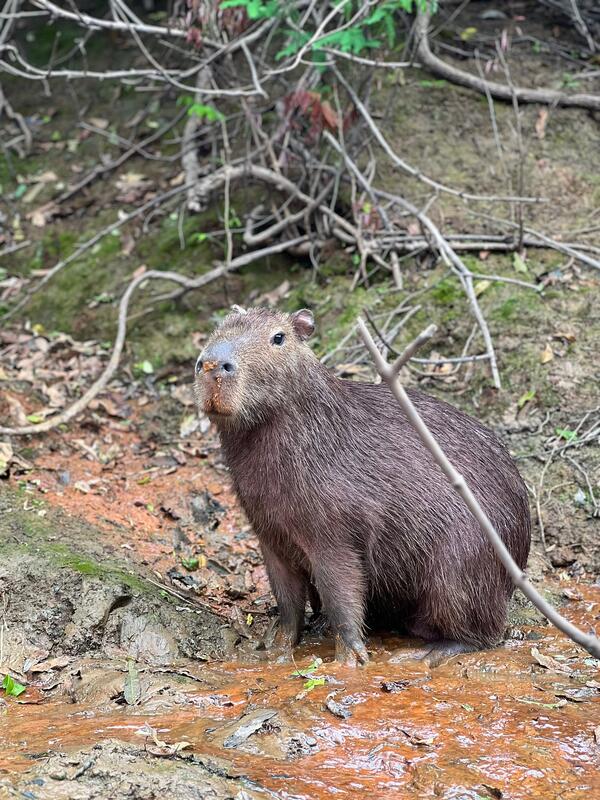 Capybaras