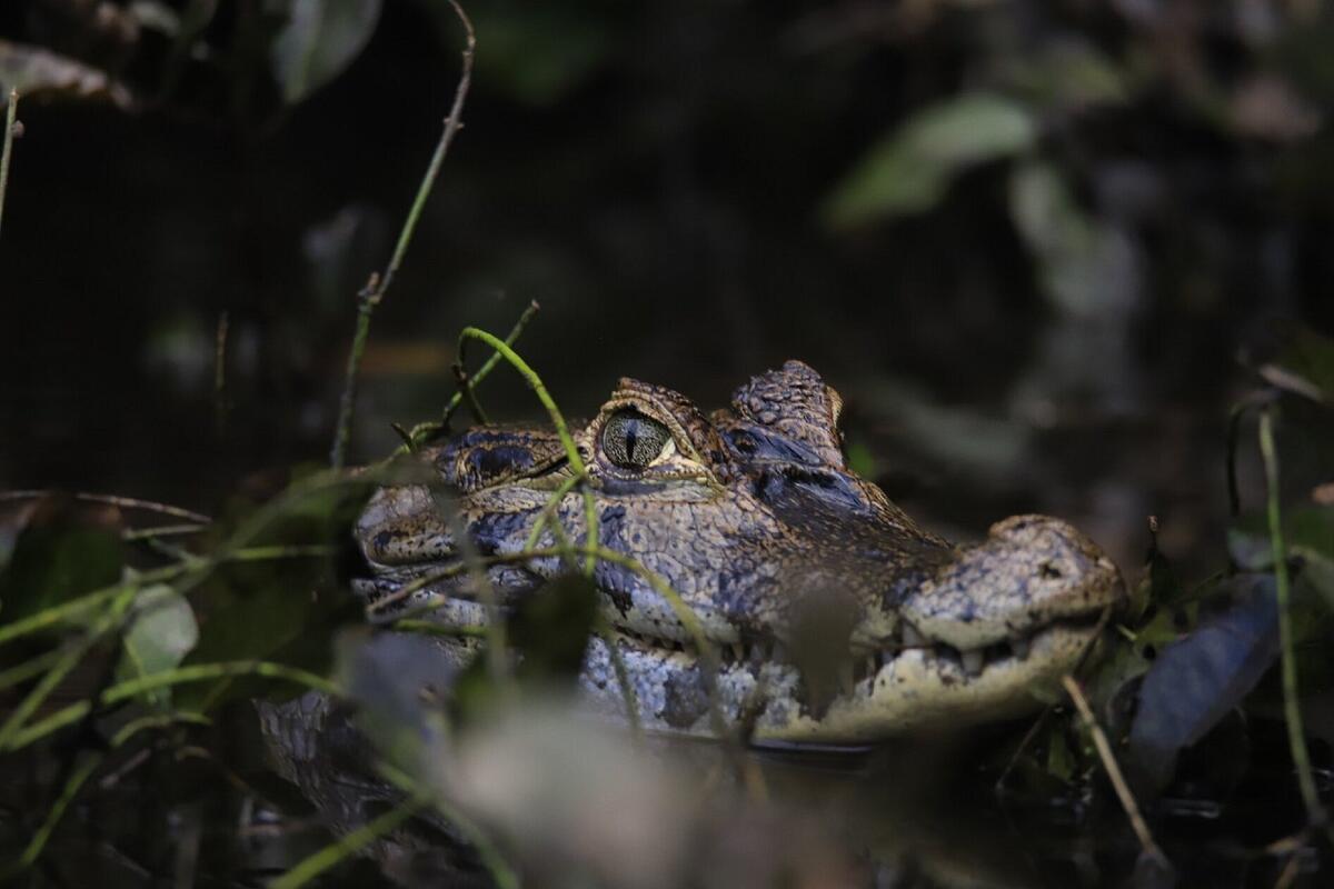 Caimans