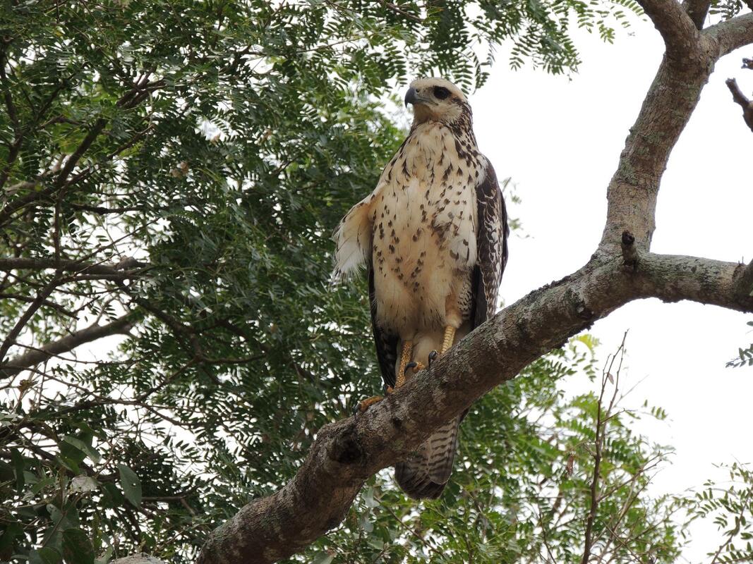 Birds of Prey