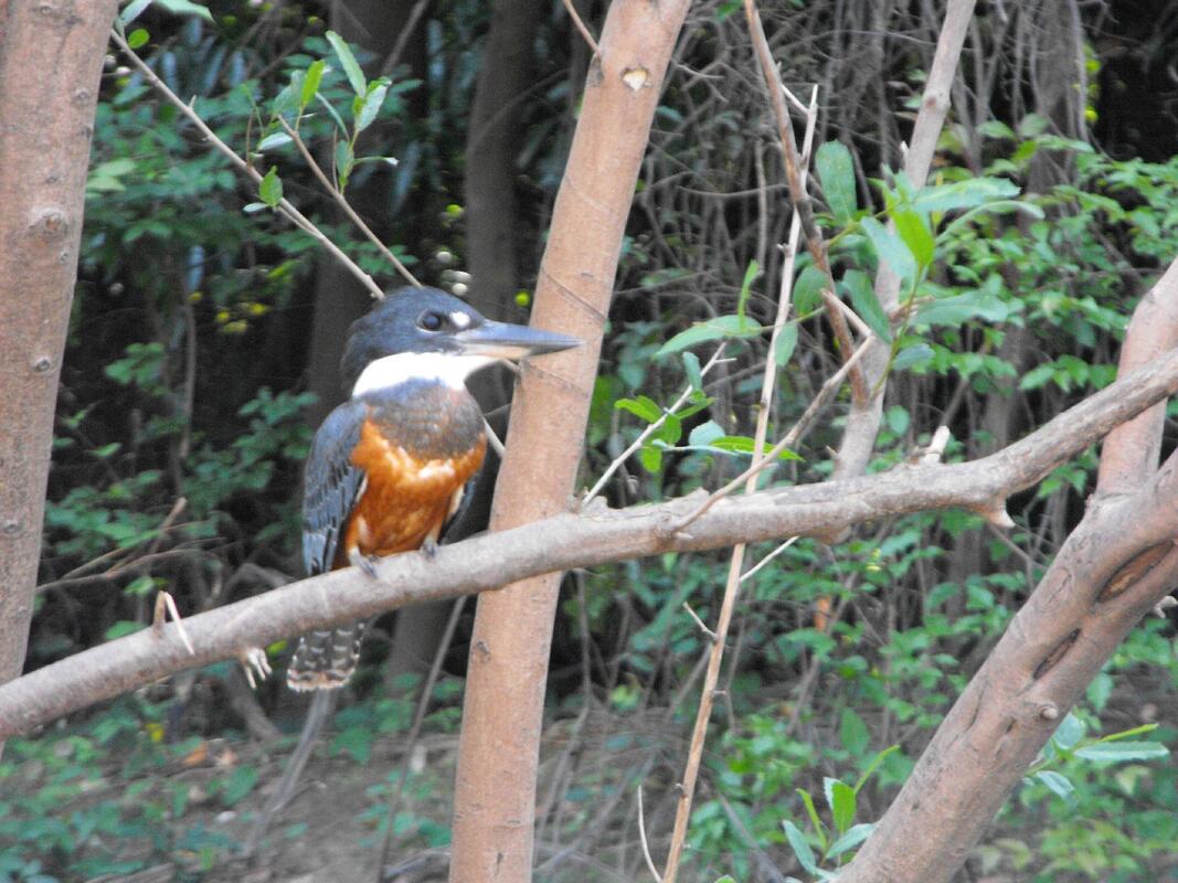 Kingfisher Birds
