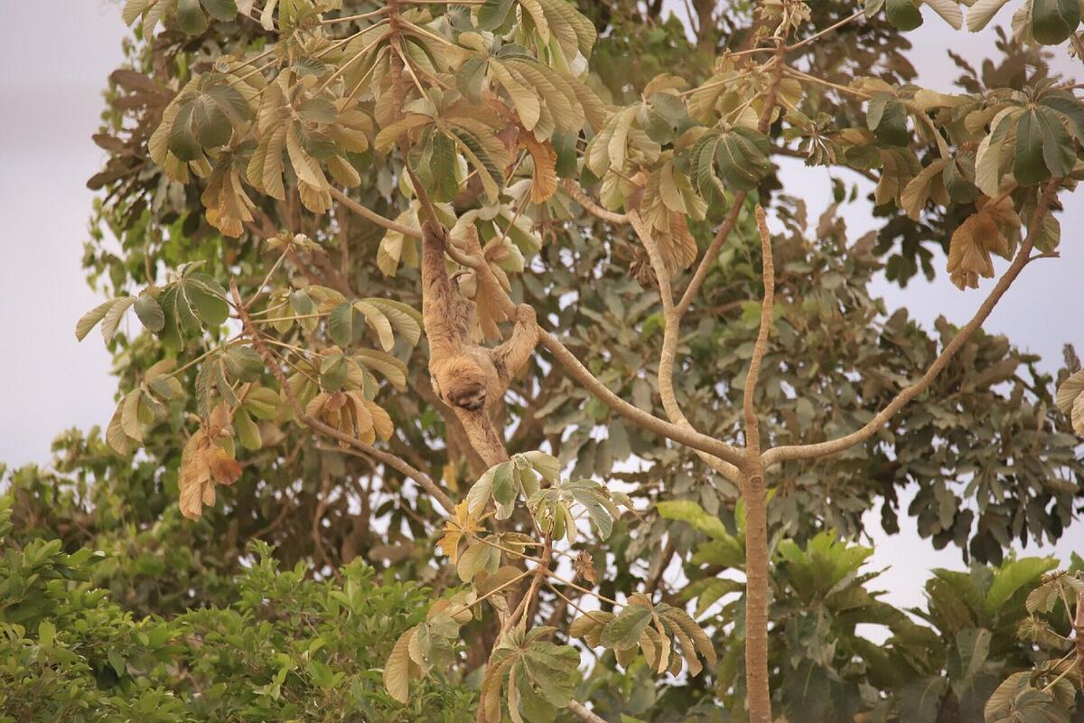 Sloths