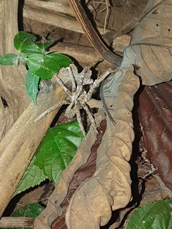 Tarantulas