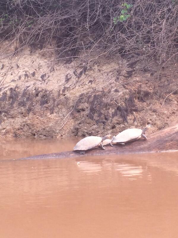 River Turtles